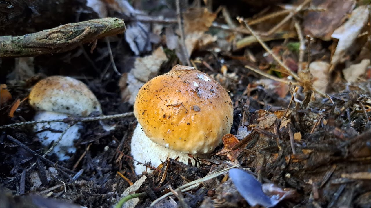PORCINI nel parco naturale regionale delle Apli Liguri | tra Francia e Liguria