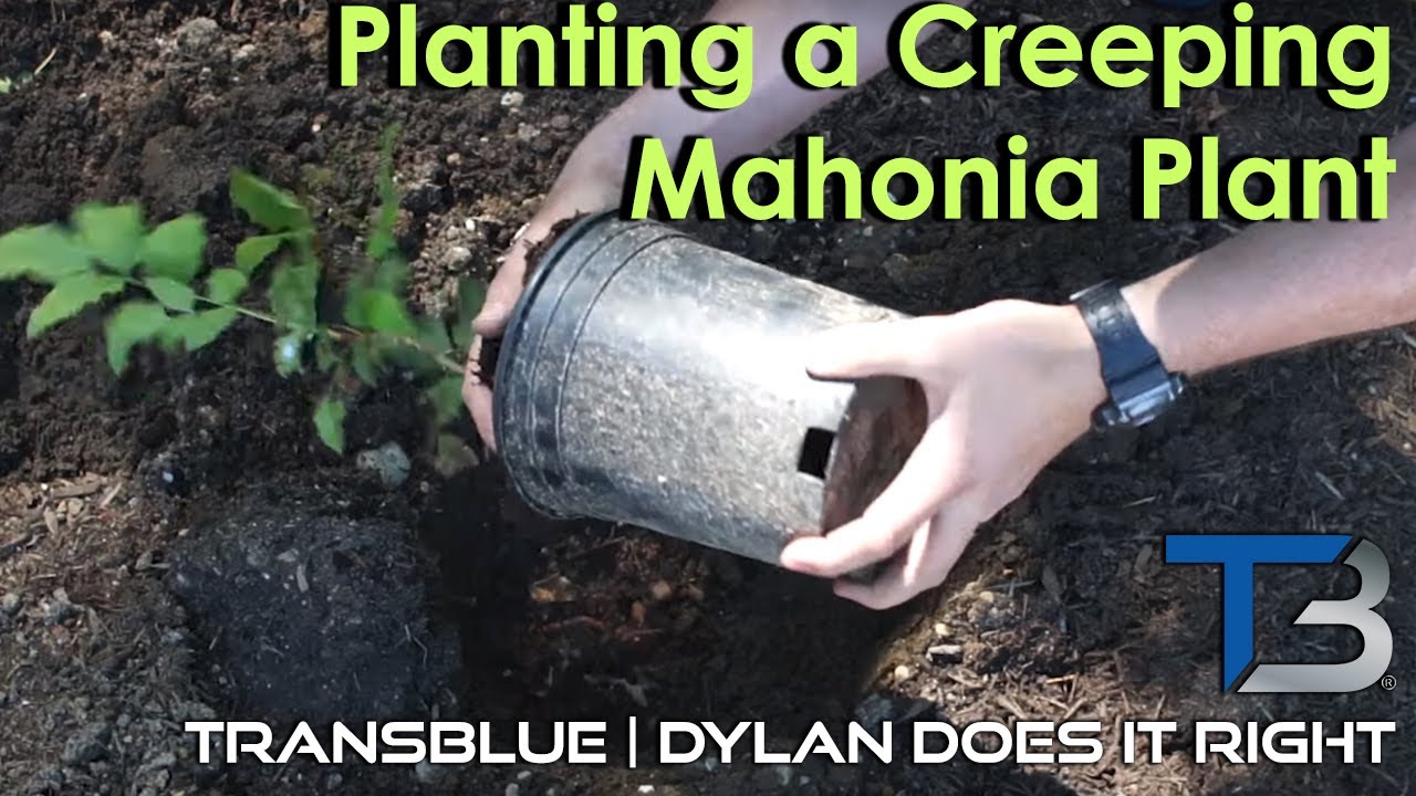 DIY — Planting a Creeping Mahonia, AKA Creeping Oregon Grape | Transblue Does it Right