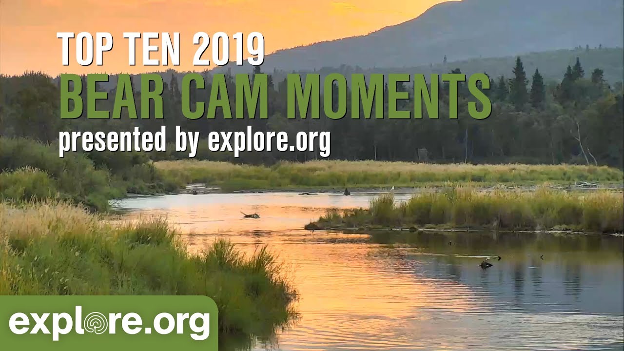 Top 10 Bear Cam Moments of 2019!