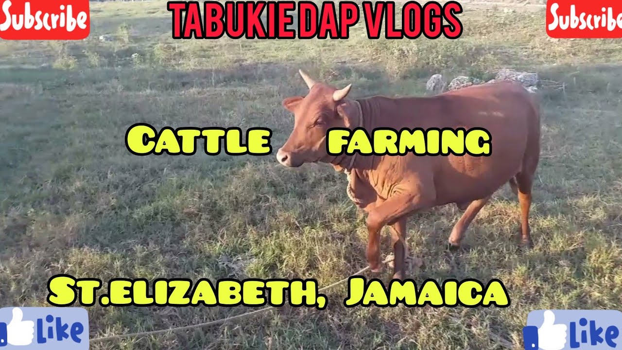 Our cattle farming in St.elizabeth Jamaica|Tour the farm&feeding the herd on a beautiful evening.🌴🇯🇲