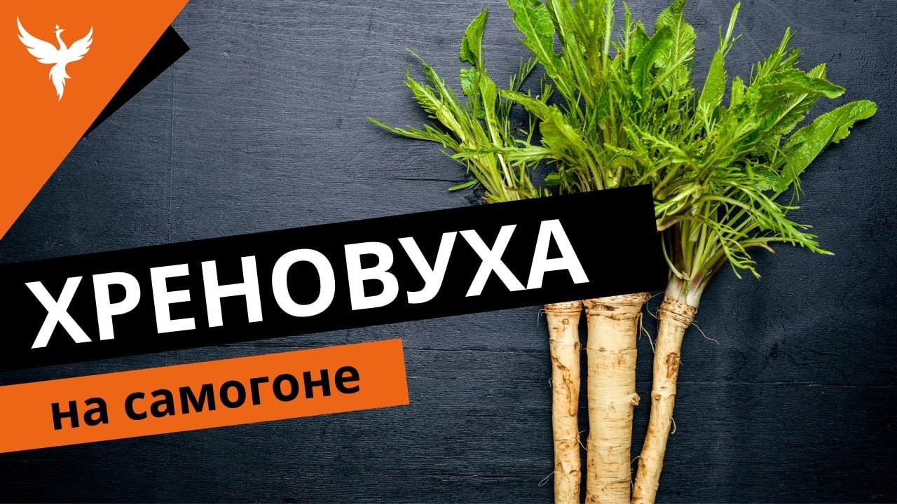 рДЖ 38: Хреновуха на самогоне. Полный разбор рецепта. 9 рекомендаций по приготовлению настойки