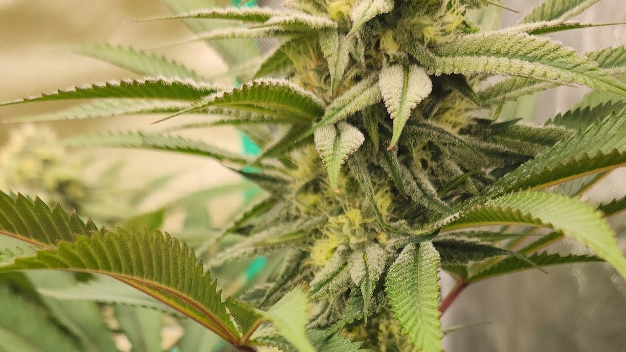 Lemon Tree (Lemon Skunk &times; Sour Diesel) Week 5 BIG Indoor Bloom! Low Stress Training a Sativa 8.2024!