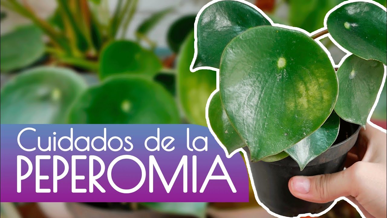 PLANTA PARA TU HOGAR: peperomia o corazón de hombre