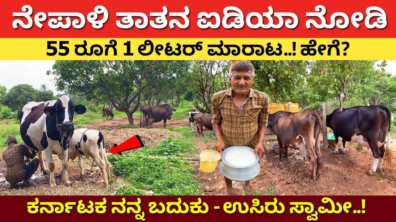 ನೇಪಾಳದ 70 ವರ್ಷ ತಾತನ ಐಡಿಯಾ ನೋಡಿ | Dairy Farming in Karnataka | hainugarike | cow farm ideas #kannada