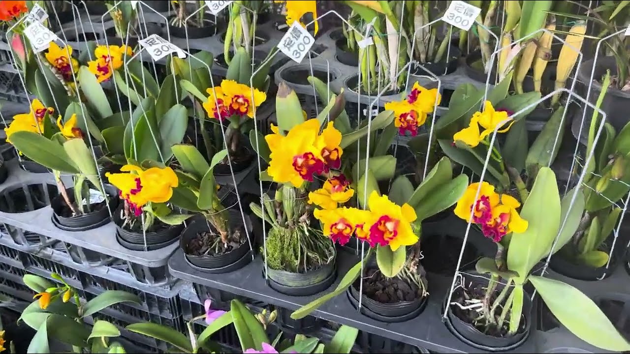 來看看田尾的蘭花！ 還有什麼呢？ 