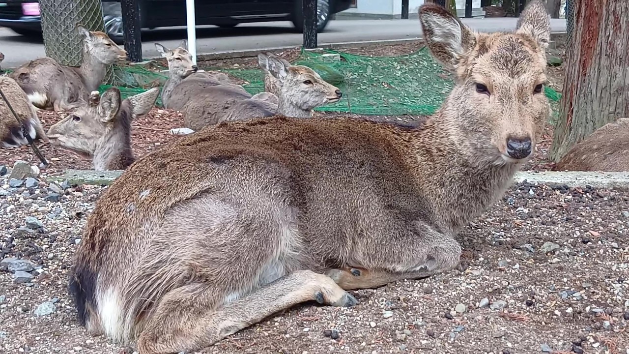 奈良公園の鹿さん #225 Deer of Nara Park