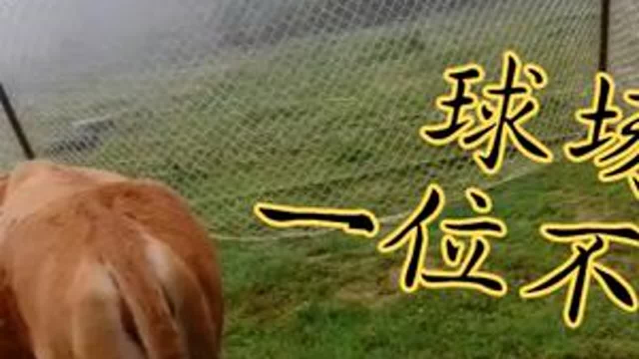#我的乡野山居生活 #放牛 #足球