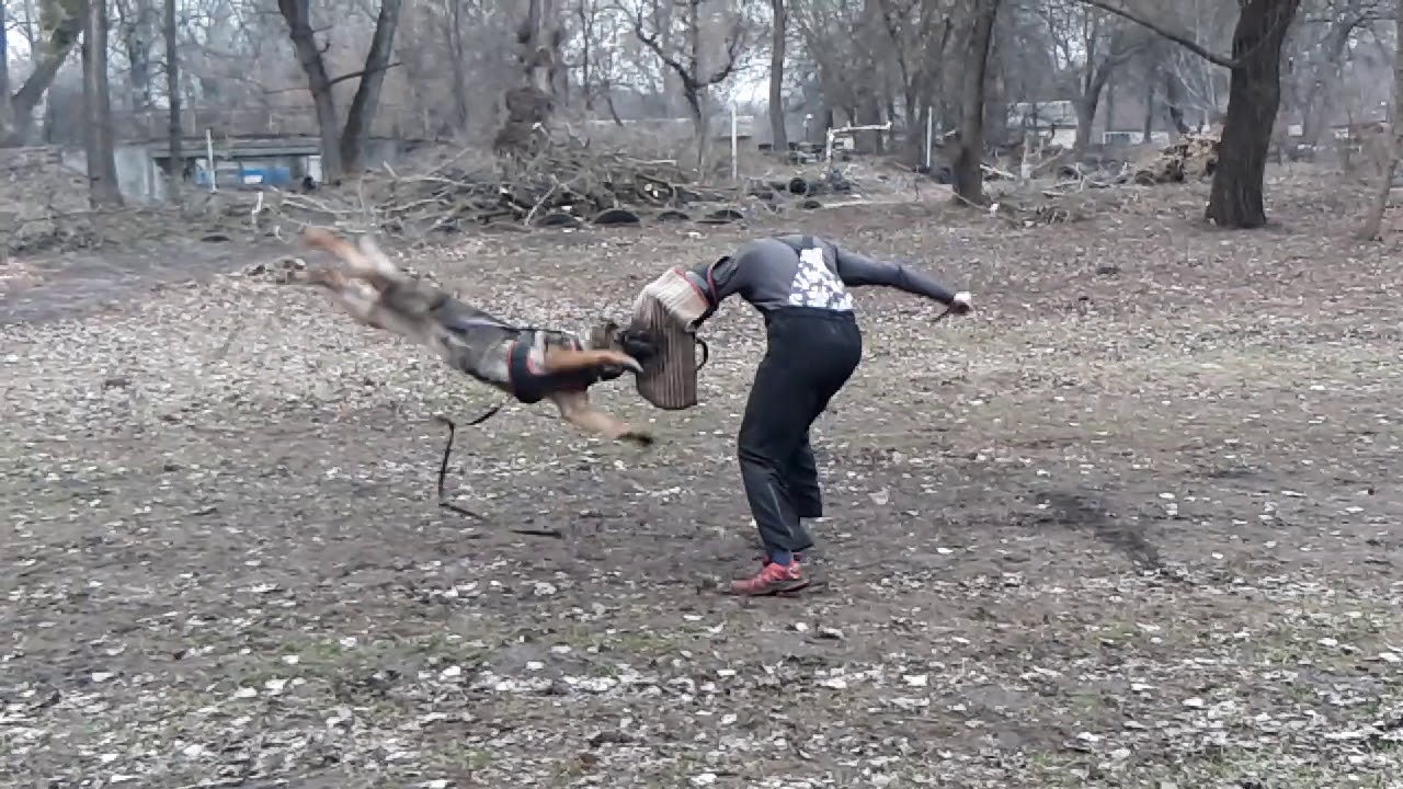 Gipsy von Haus Lynx // attack // 2020-03