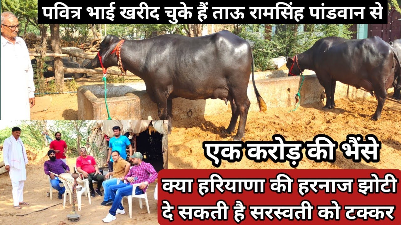 रामसिंह पांडवान से पवित्र भाई खरीद चुके हैं एक करोड़ की भैंसे@क्या हरनाज झोटी देगी सरस्वती को टक्कर.