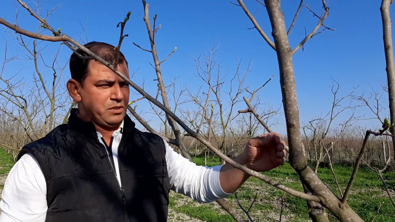 Ağacların qurddan təmizlənməsi (Həmid Bağban)