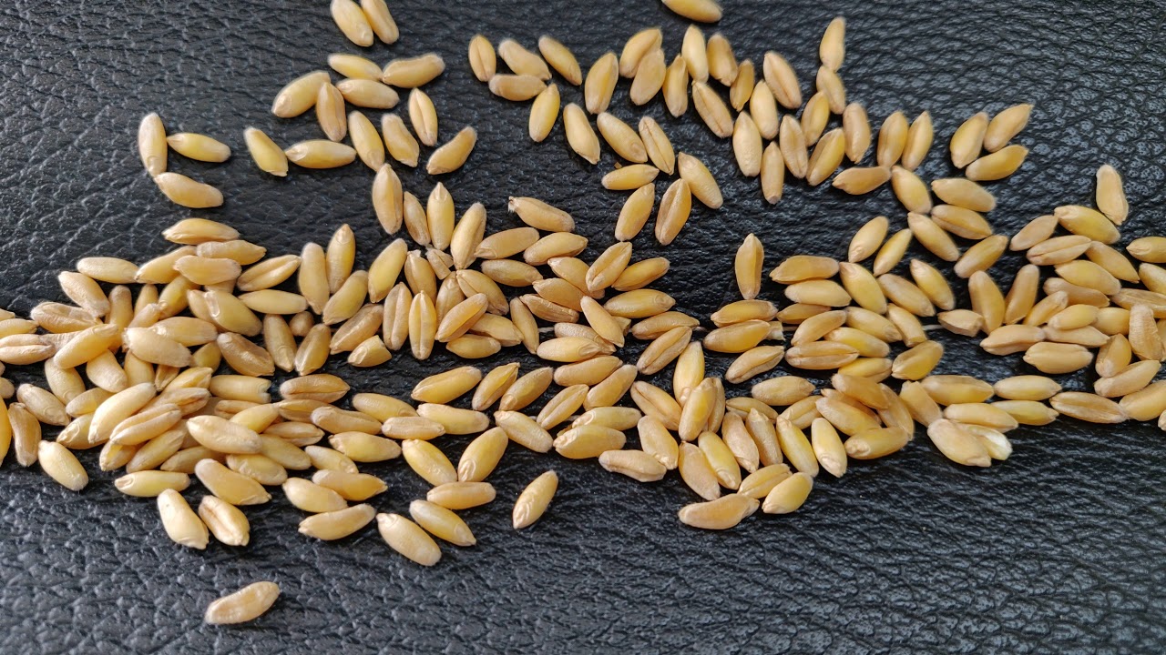 देशी बंसी गेहूं (ऑर्गेनिक) Desi Bansi Wheat Organic का 🌾 बीज भिवानी हरियाणा