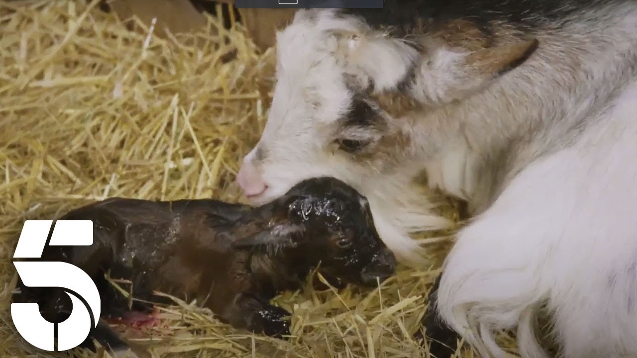 The Farm Welcomes a New Born | Springtime on The Farm | Channel 5