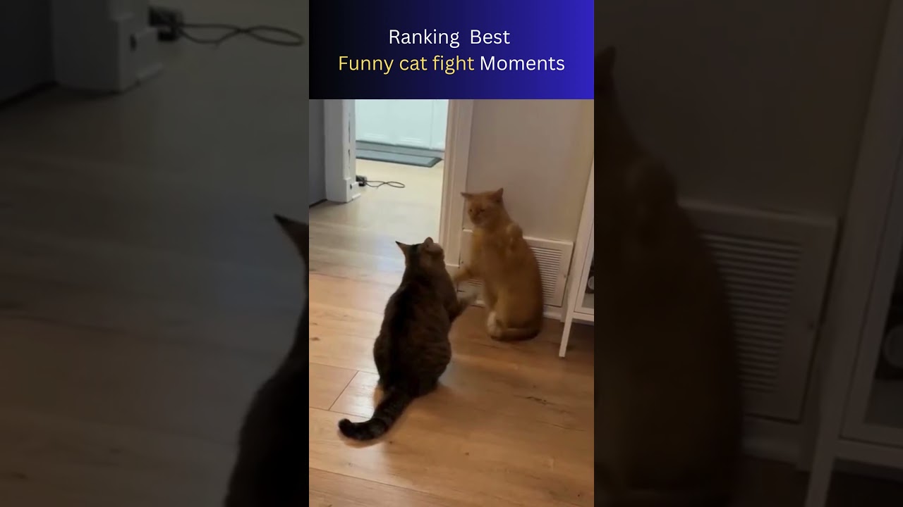 Funny cat fight | The Pet Behaviorist