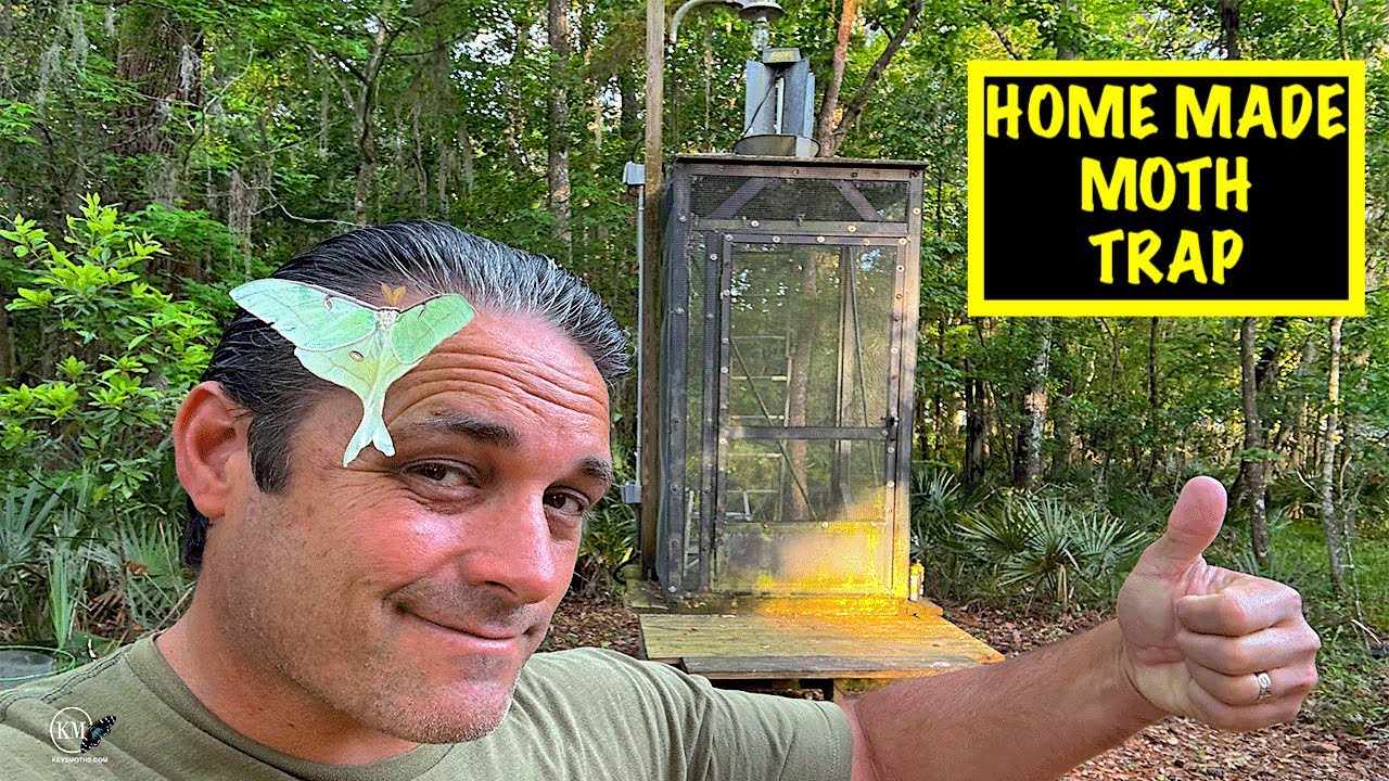 HOME MADE WALK IN MOTH TRAP   CATCHES LUNA MOTHS