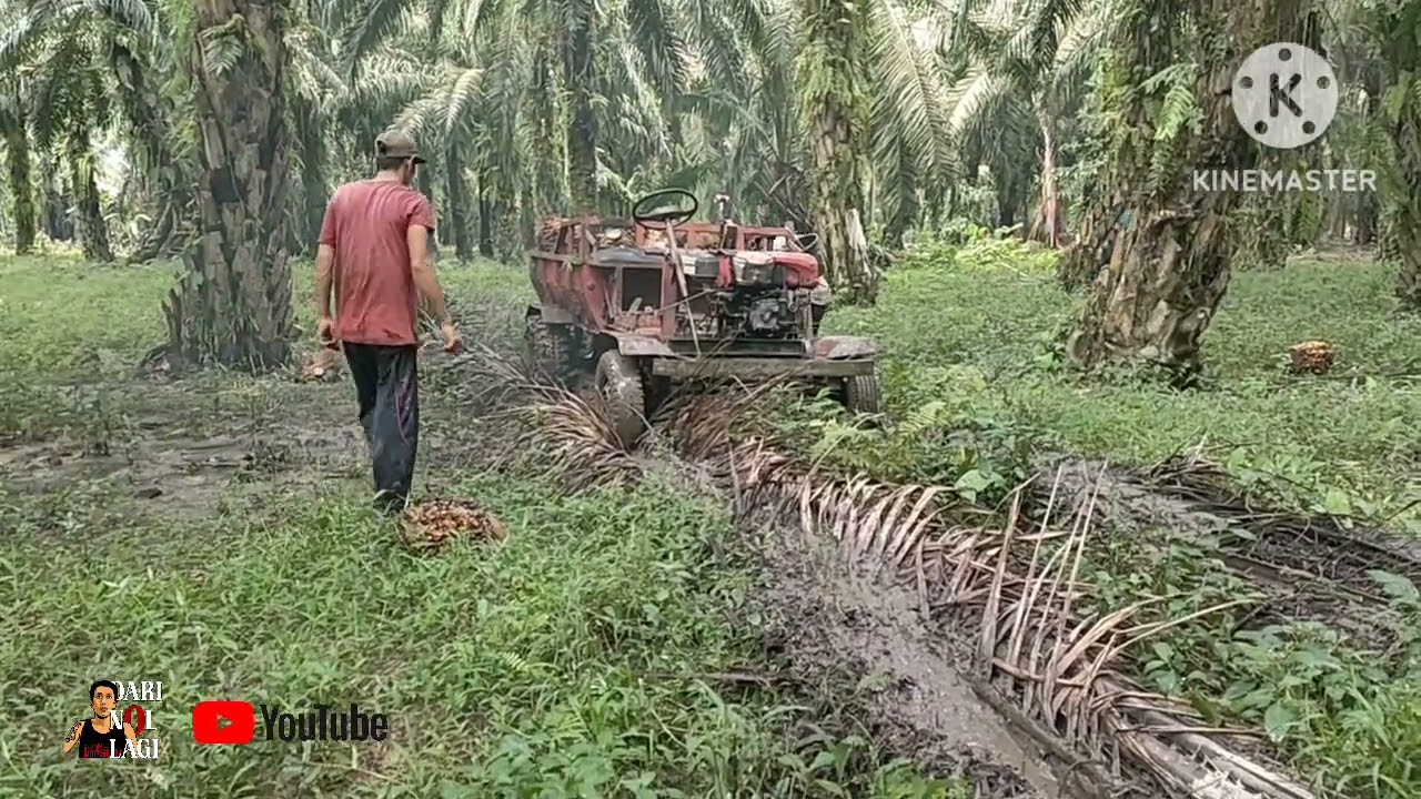 DARI NOL LAGI 'panen sawit pribadi