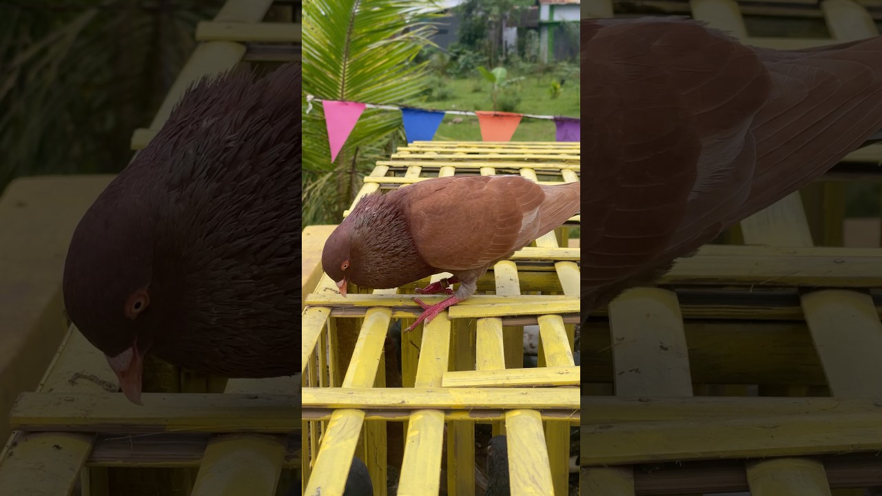Merpati Tinggian Temanggung #merpati #pigeon #birds #shorts