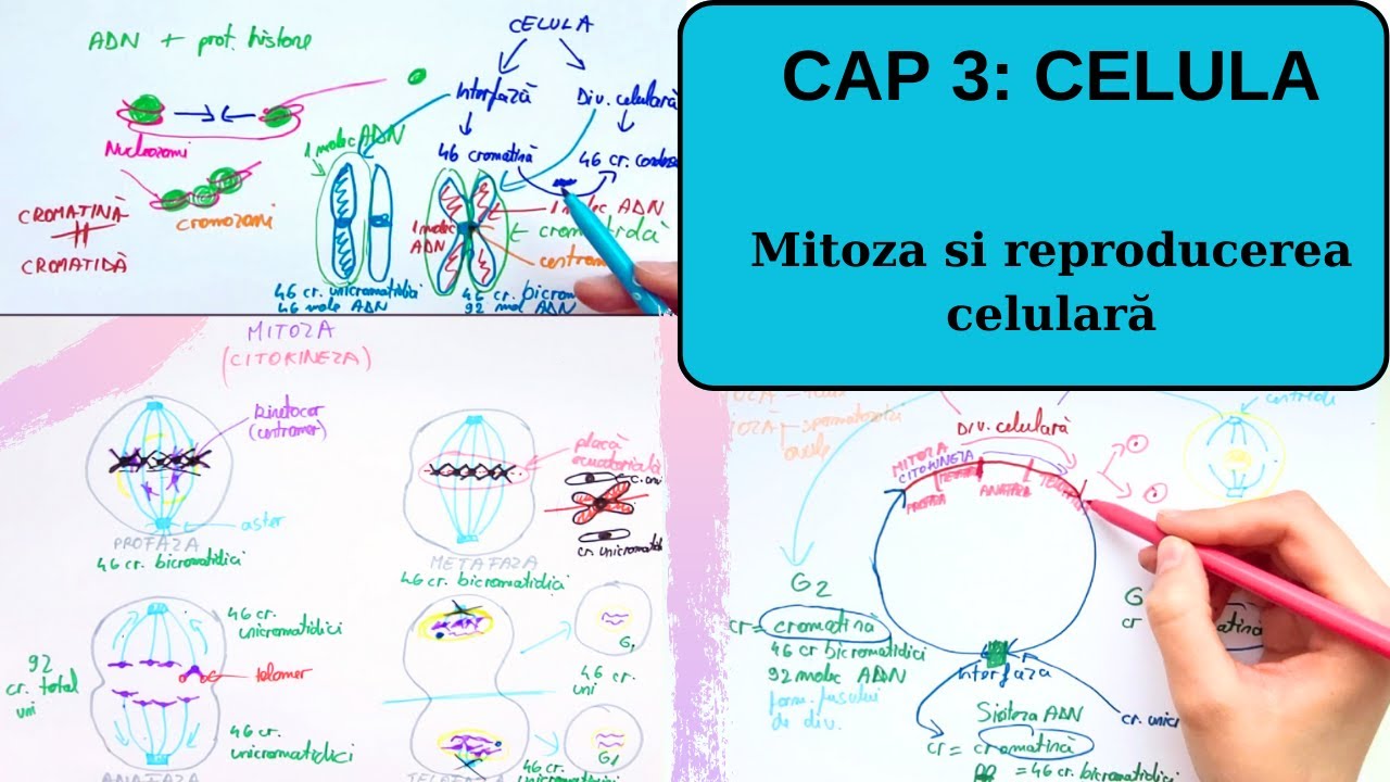 ADMITERE MEDICINA BARRON'S: CELULA 3/4: Mitoza și reproducerea celulară