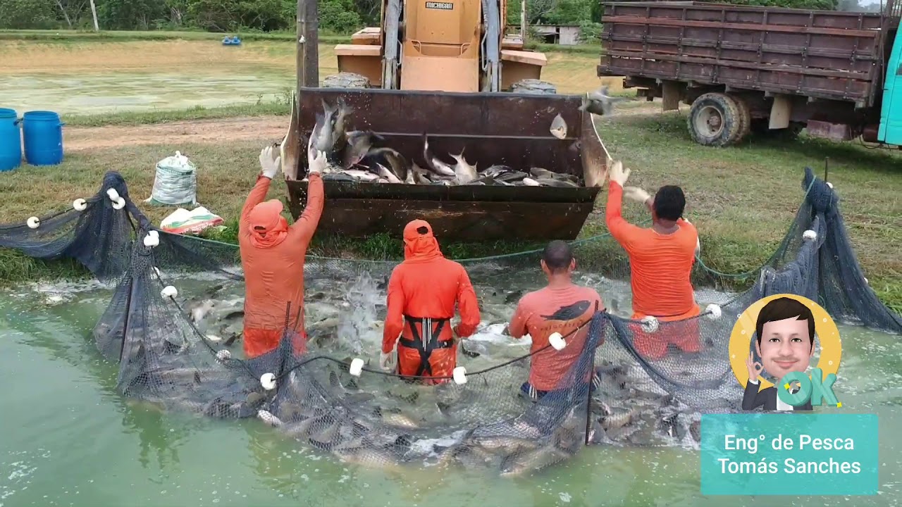 Despesca de Tambaqui