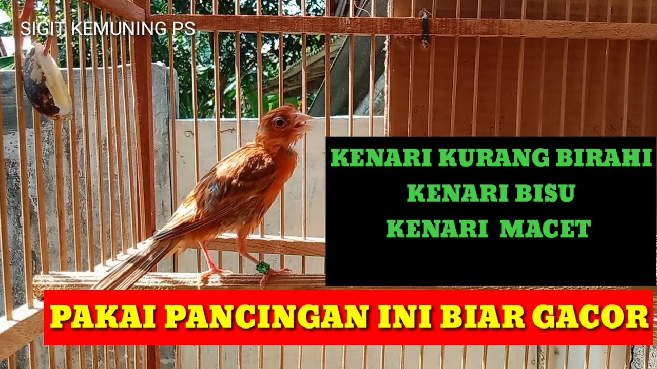 KENARI BETINA PANGGIL JANTAN @CAH_VES01