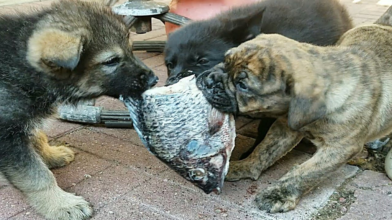Puppies Swallow Fish Bones!!! Lycan & Bulldogge Mukbang (1 of 2)