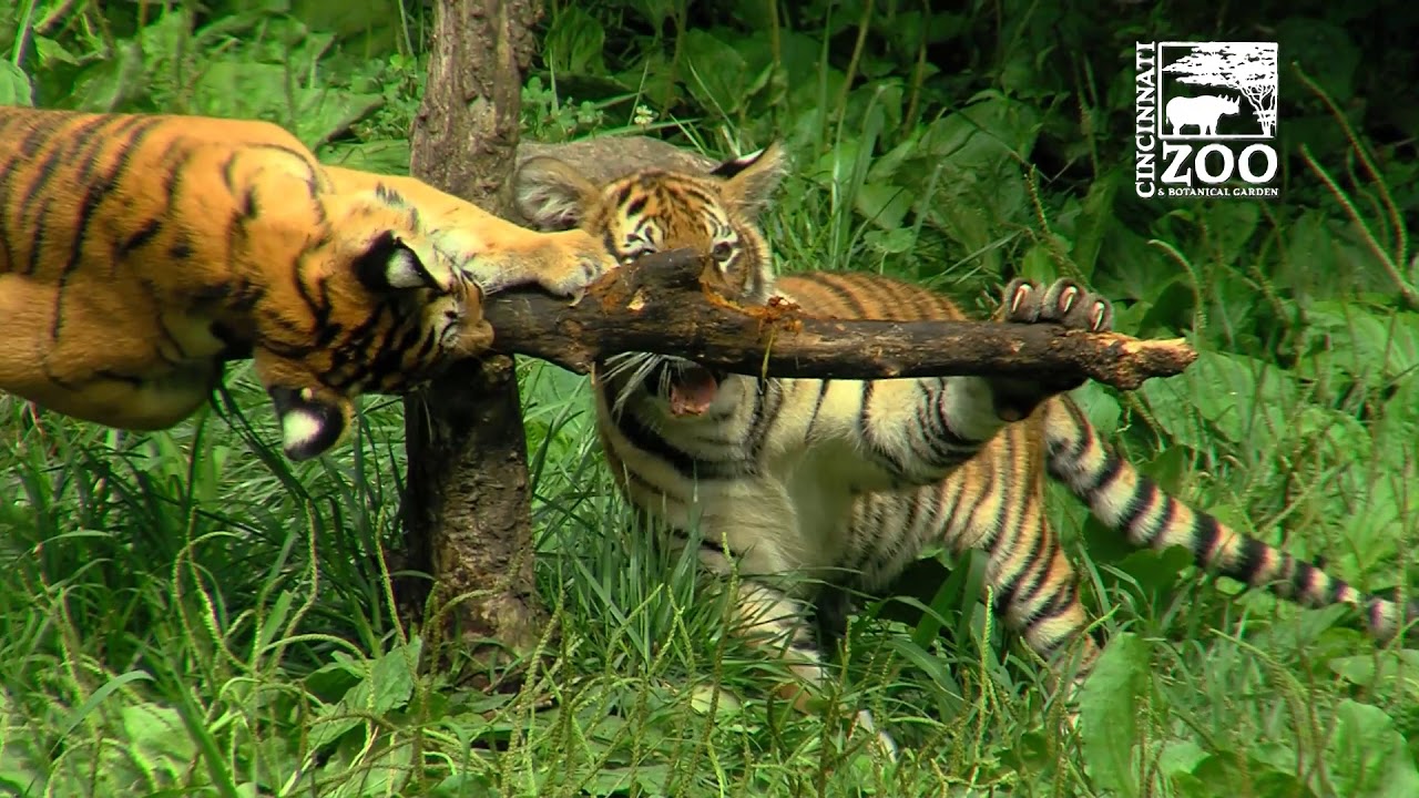 Tiger Cubs are One Year Old - Cincinnati Zoo