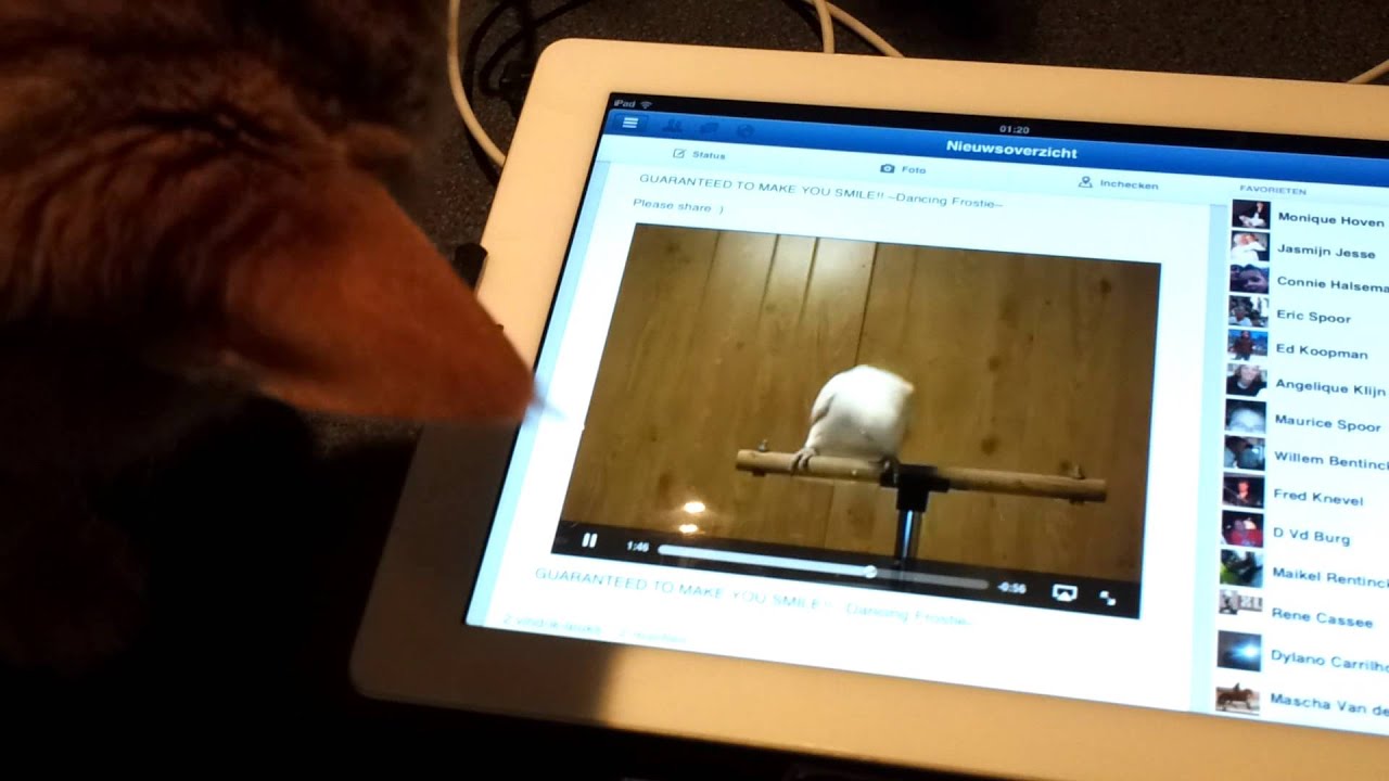 Bram de kat eet z'n vogel graag van de Ipad.