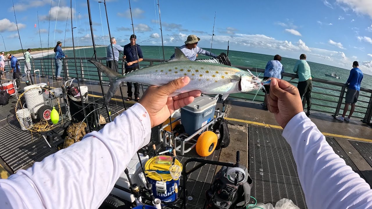 Spanish Frenzy at Sebastian Inlet