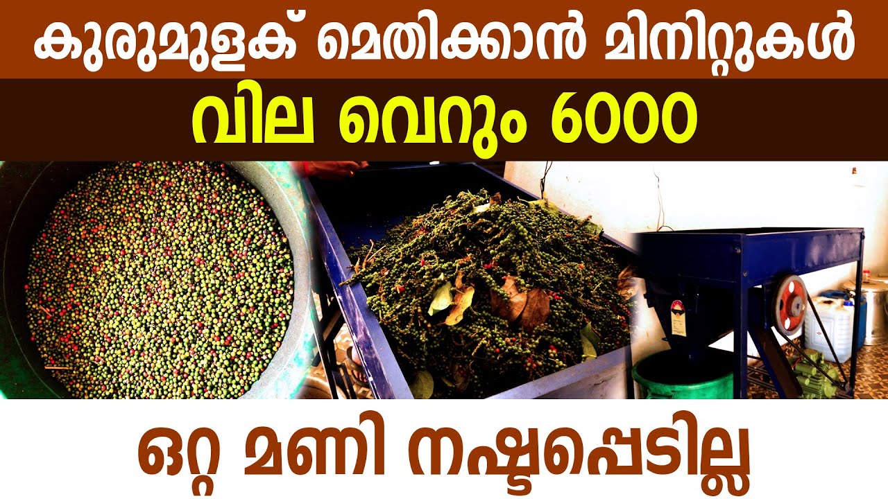 ഇതിൽ കുറഞ്ഞവിലയിൽ കുരുമുളക് മെതിക്കുന്ന മെഷീൻ ഉണ്ടാവില്ല I Blackpepper Threshing machine I