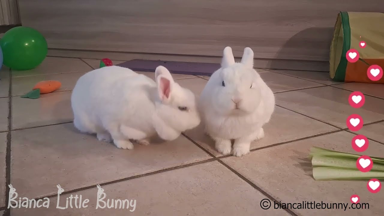 Due Conigliette Nane, Solo Divertimento 🐰😄 | Momento Spontaneo