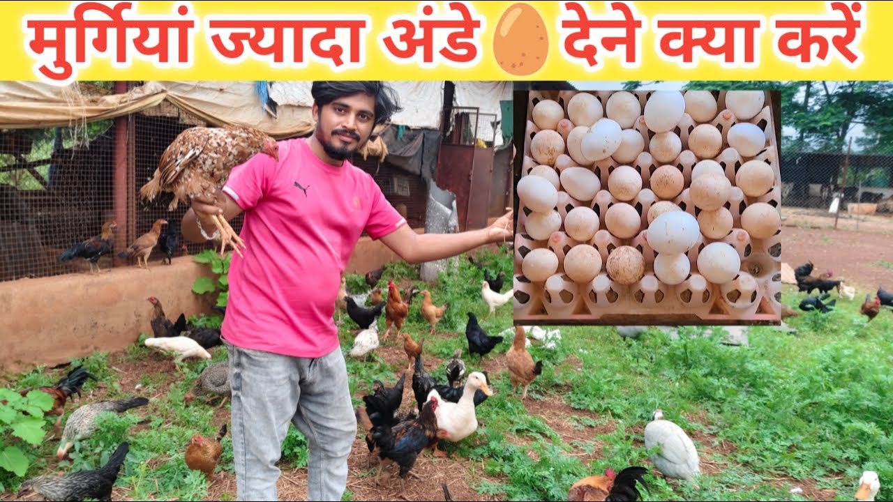 murgi anda kaise deti hai 🥚 मुर्गी से जड़ा अंडे कैसे निकाले #poultry