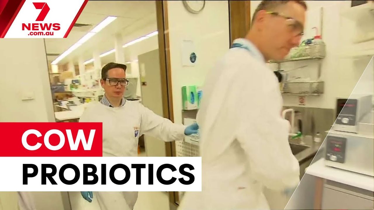 Australian probiotic breakthrough targets cattle emissions | 7NEWS