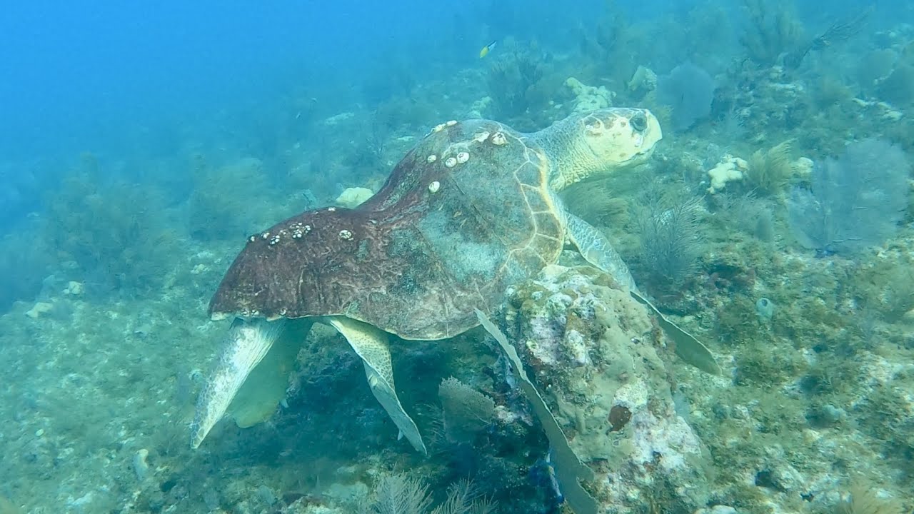 Last Grouper of the Season | A Deformed Turtle | Spear Clean Cook