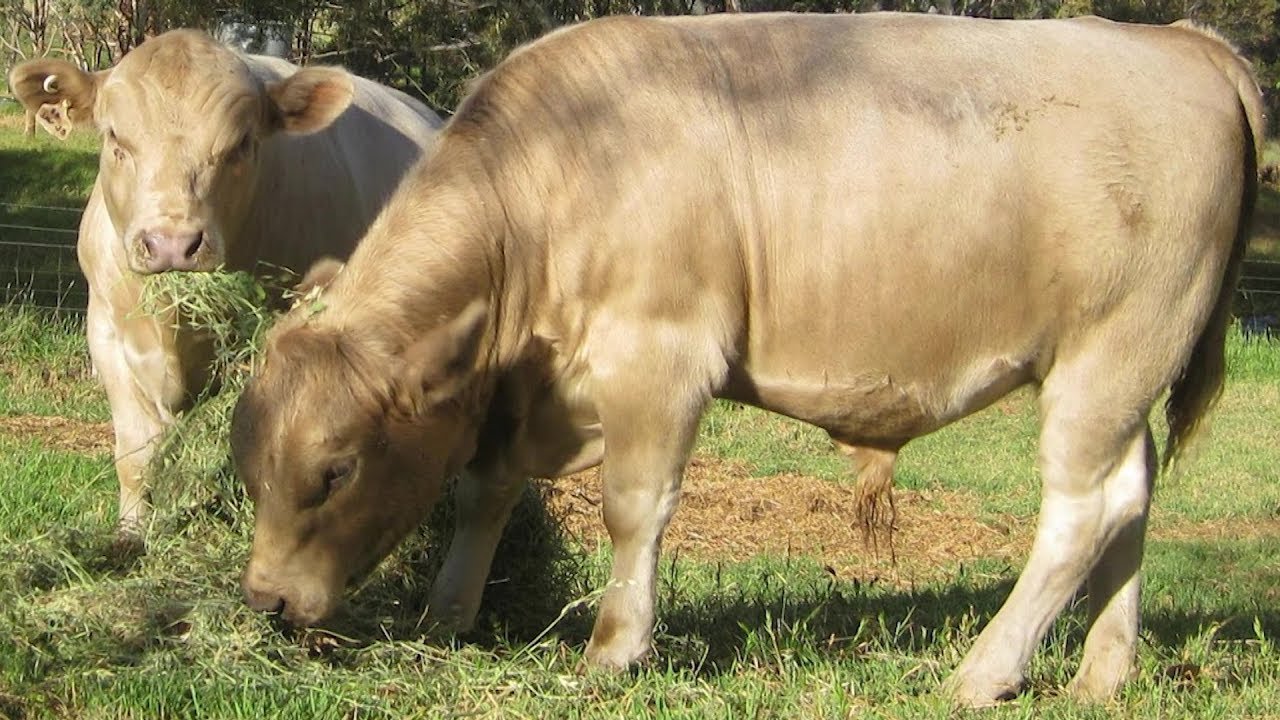 Square Meaters Beef Cattle | Well-Muscled Smaller Size