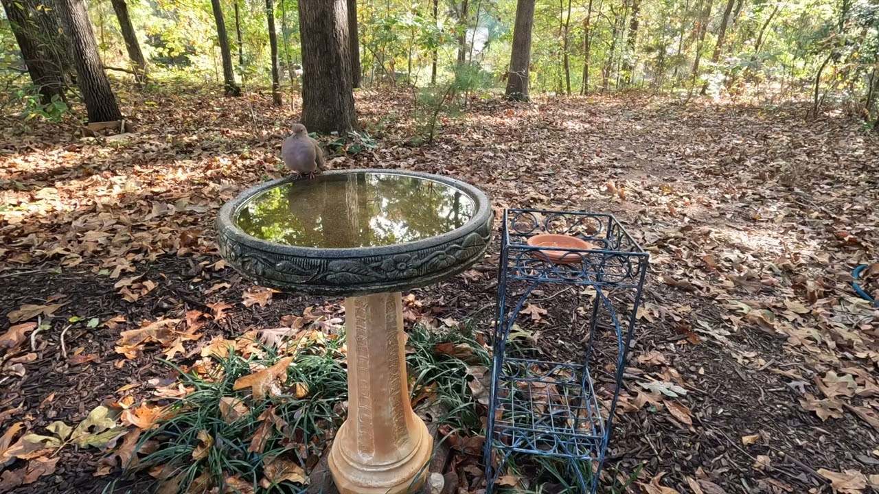Solitary Mourning Dove Takes Time at Birdbath