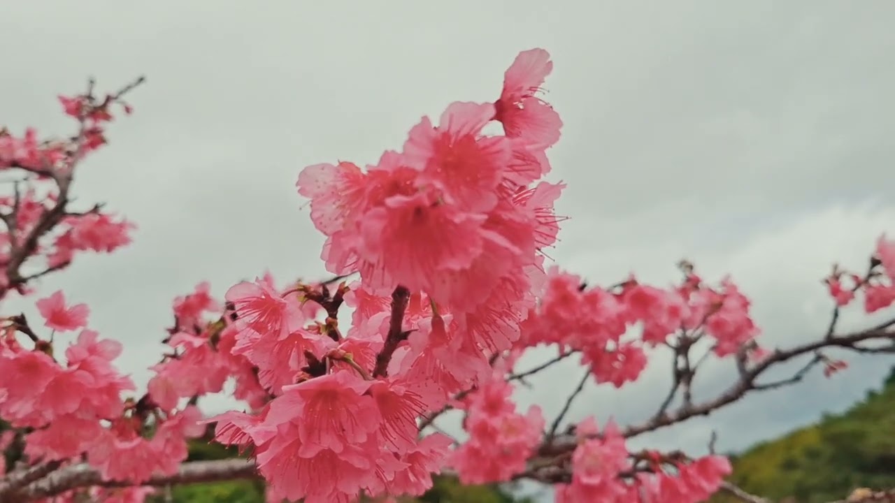 2026/2/7 桜まつりに行ってきました(散歩動画です)@沖縄の八重瀬町、八重瀬公園