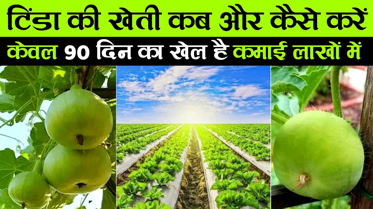 टिंडा की खेती | Tinda ki kheti kaise kare | Apple gourd farming | A to Z Video | Advance Agriculture