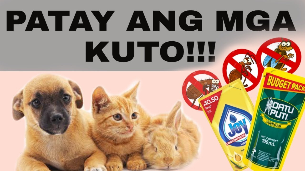 MABISANG PANGTANGGAL NG KUTO SA PUSA ASO AT RABBIT,MABISA DING PANG PATAY NG MGA INSEKTO SA HALAMAN!
