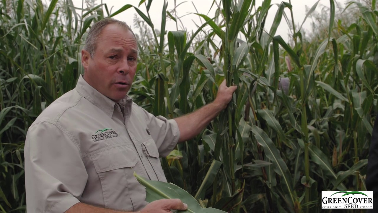 BMR Corn Cover Crop | Test Plot Summer 2016