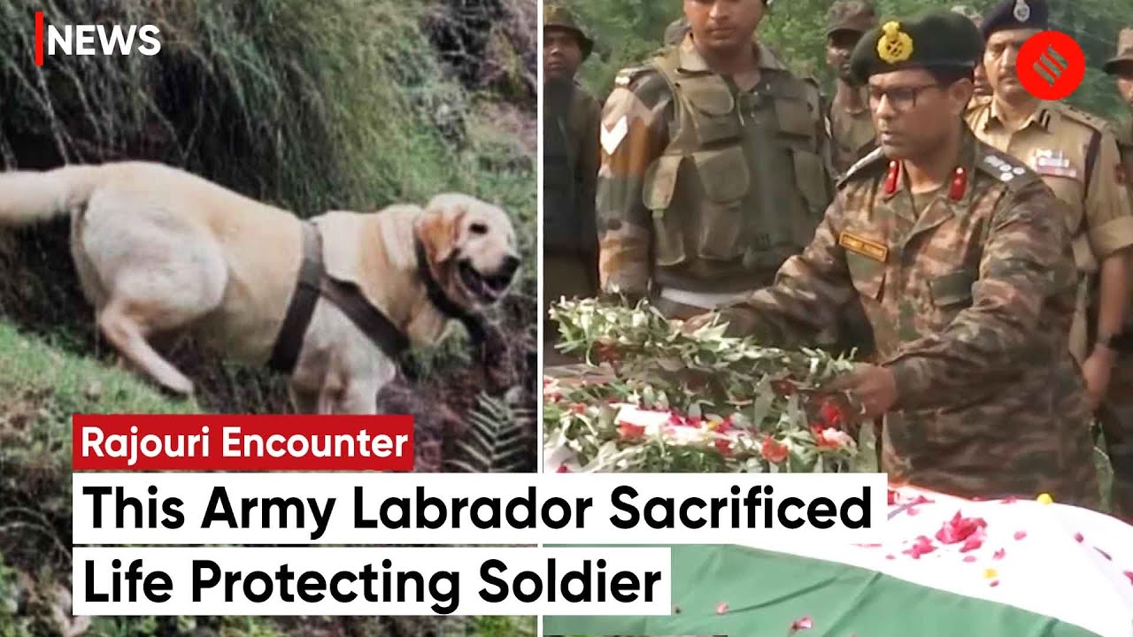 Army Dog Kent Died: Army Labrador Sacrifices Life Defending Soldier During Anti-Militant Operation