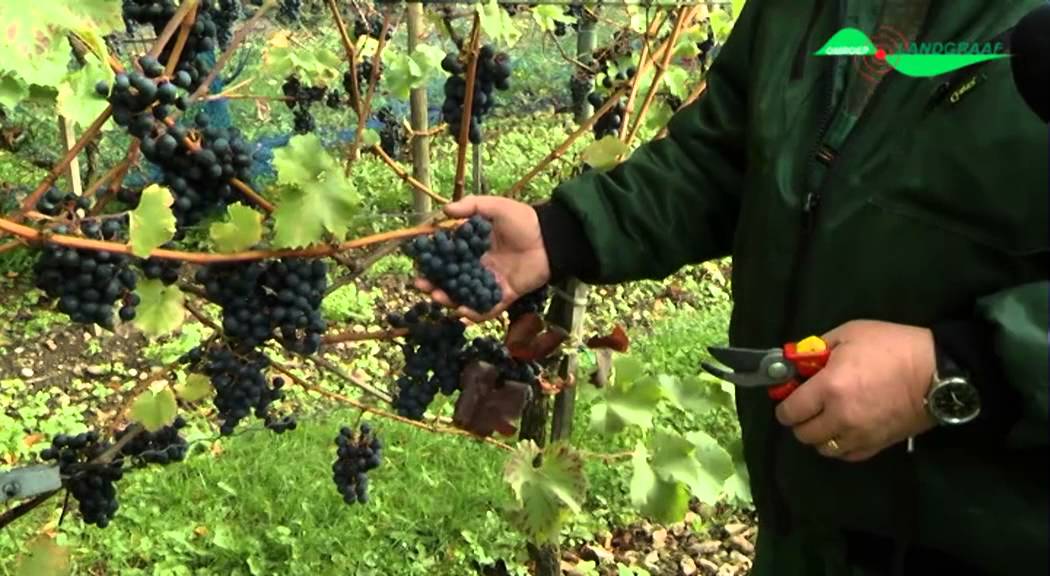 Druiven plukken bij Wijngaard Rolduc