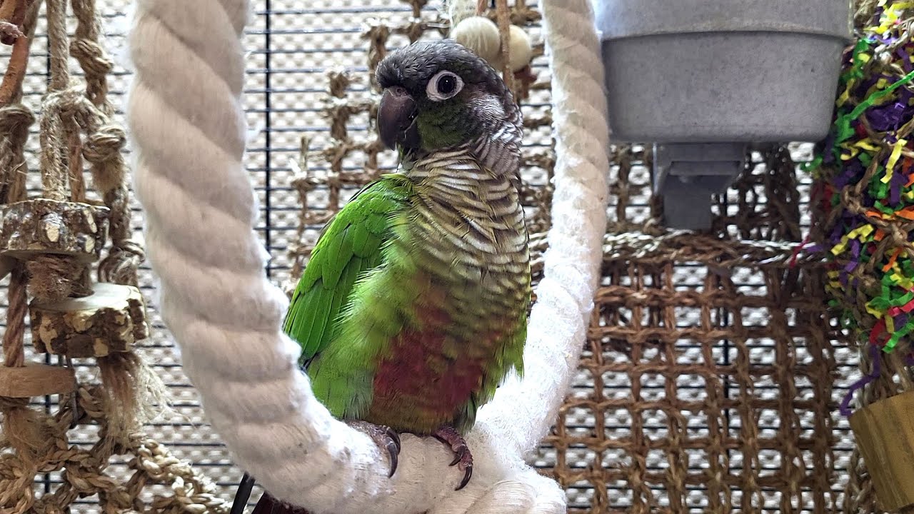 conure parakeet sounds for lonely birds to make them happy