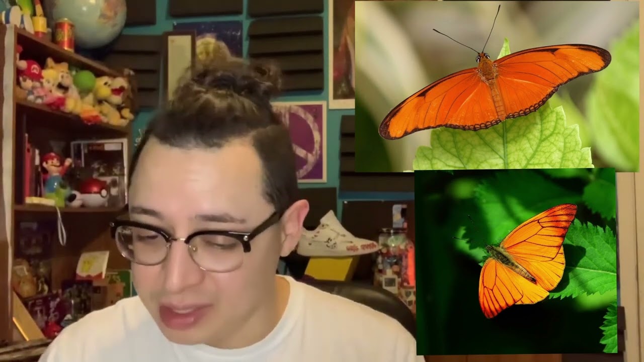 Orange Butterfly Symbolism & Possible Spiritual Meaning of Seeing | A Friday Podcast Clip w/ Chris