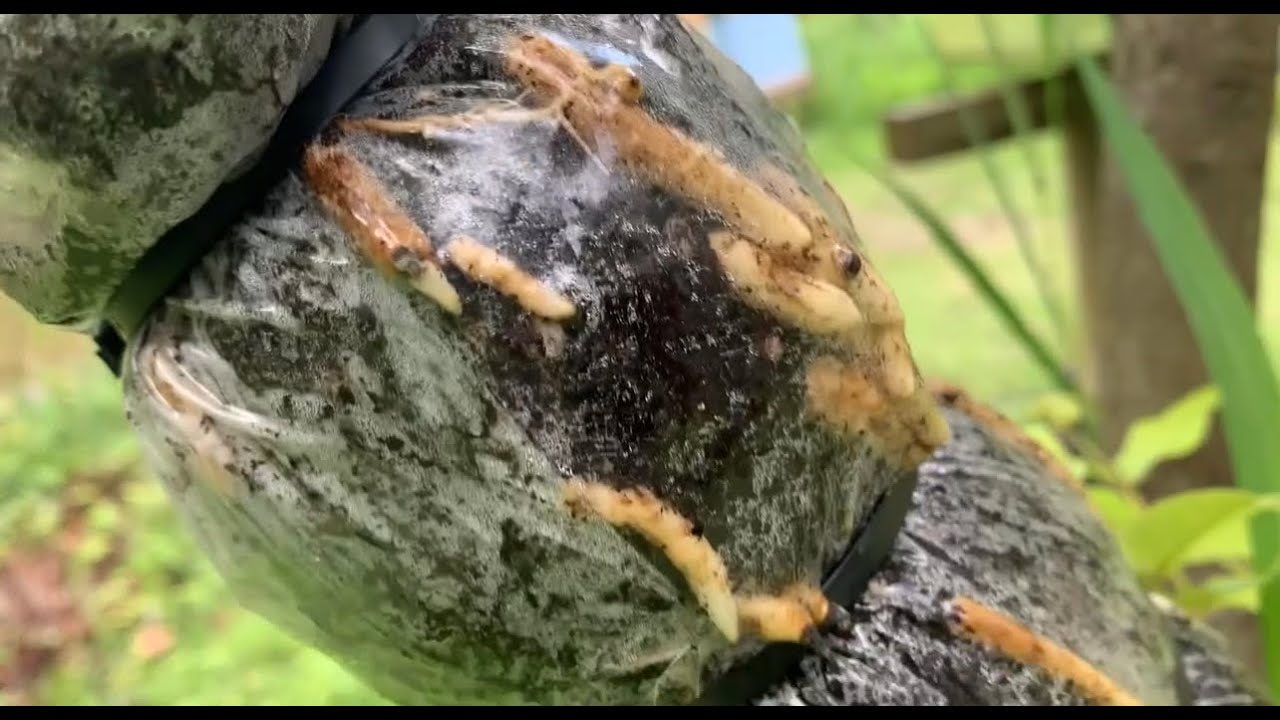 PROPAGATING PECAN TREES AND IT WORKED ‼️😳