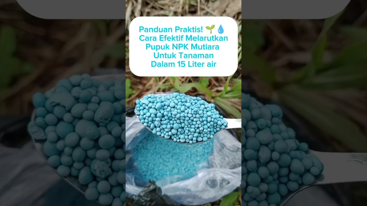 DOSIS NPK MUTIARA UNTUK JAGUNG