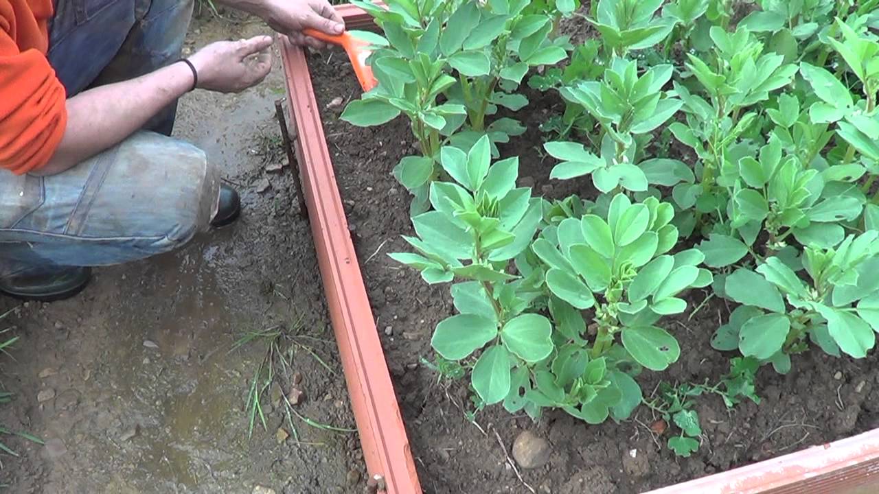 Como Plantar Cebollas En Bancal De Abono Verde || Siembra Organica || La Huertina De Toni