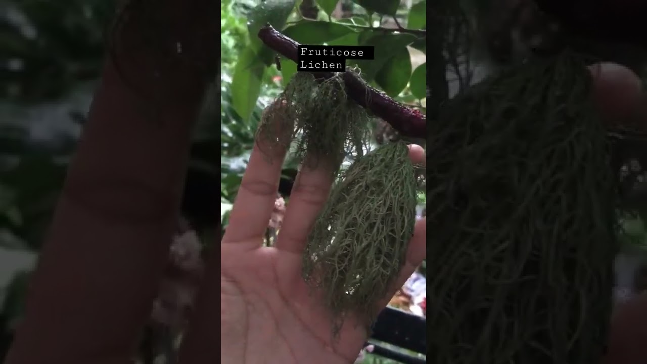 Bathing of Lichens | Frusticose Lichen | #lichens |#fungi #algae #shorts
