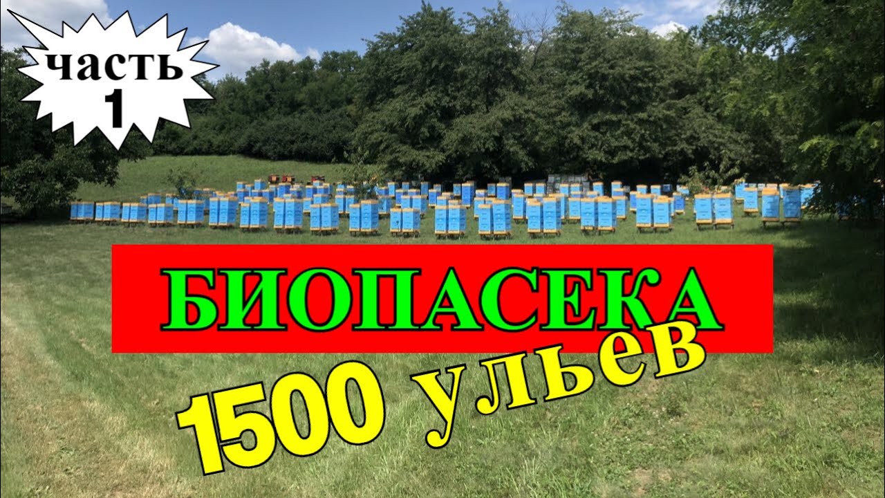 БИОПАСЕКА И 1500 УЛЬЕВ ЗА СЕЗОН/На пасеке Андрея Бодяна 2019