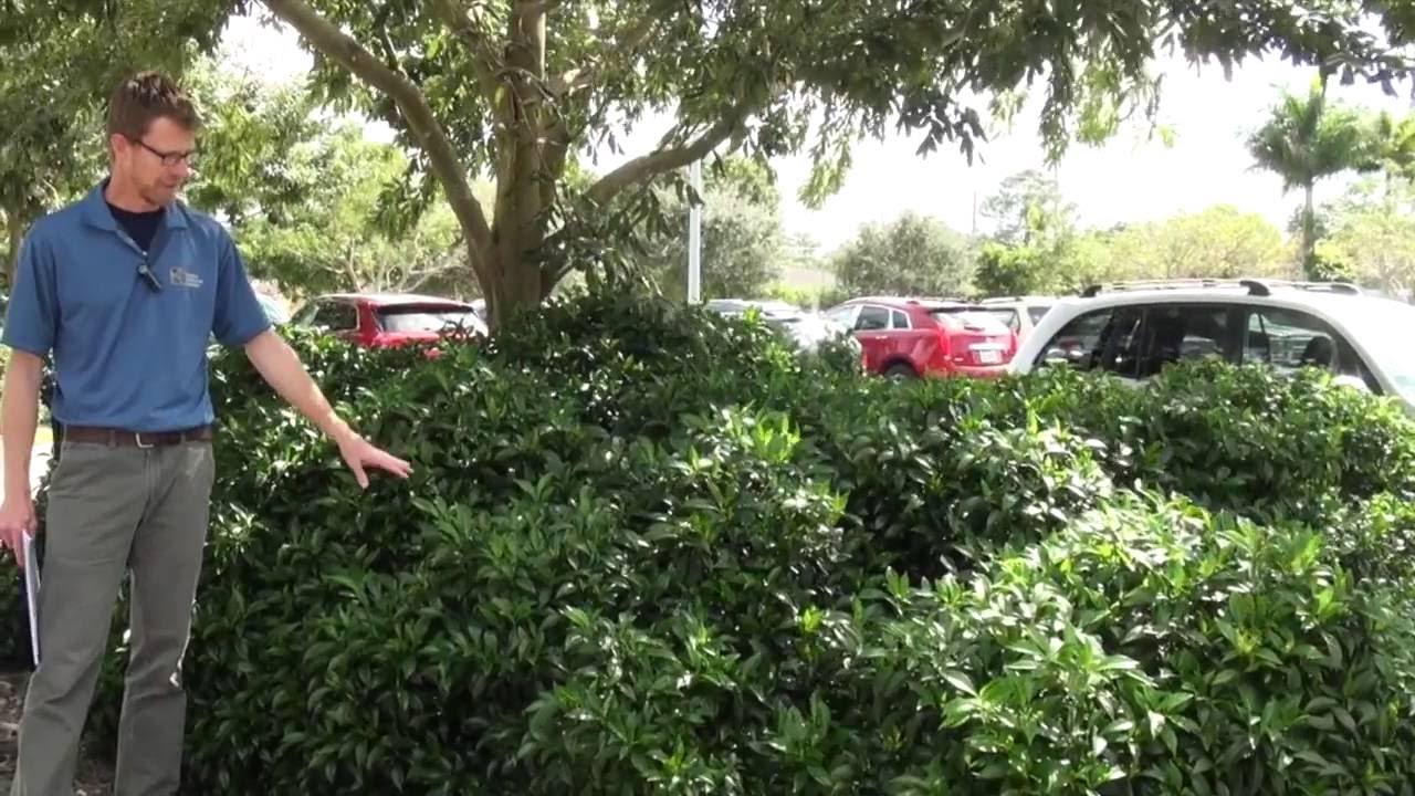 Overlooked Native Shrubs for South Florida Landscapes