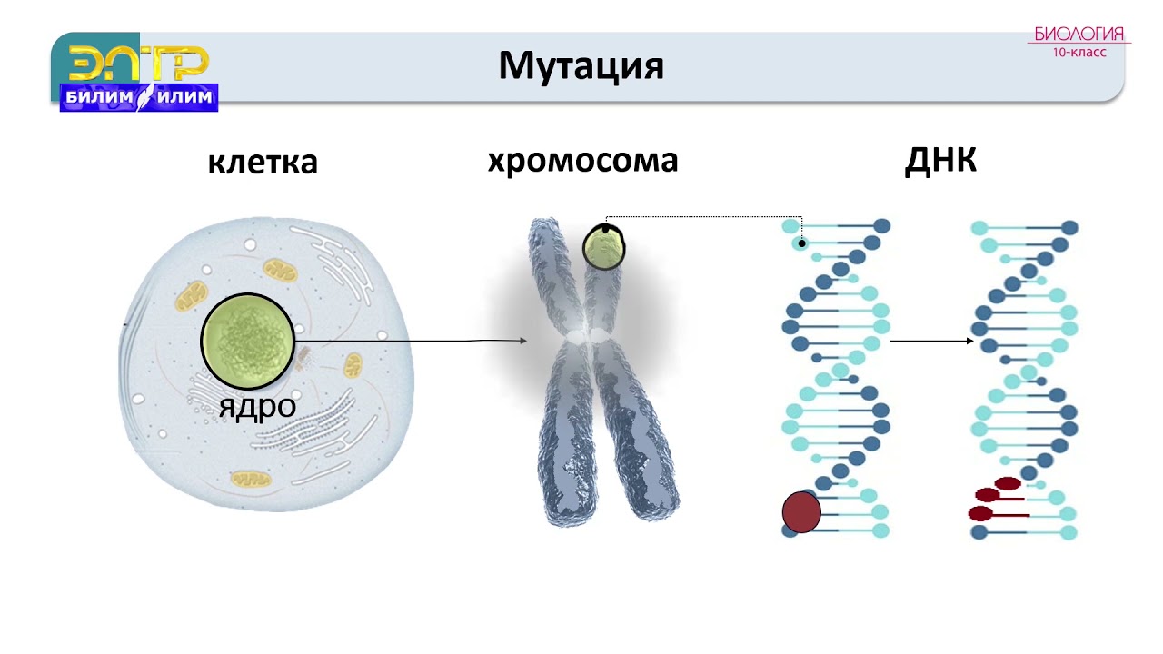 10-класс | Биология  | Өзгөргүчтүк закон ченемдүүлүктөрү. Мутациялар жана мутагендик факторлор