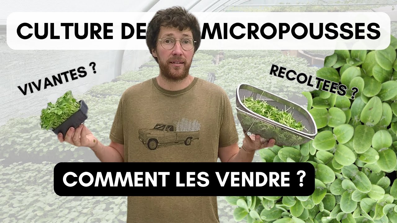 Comment vendre ses micro pousses : vivantes ou coupées ?